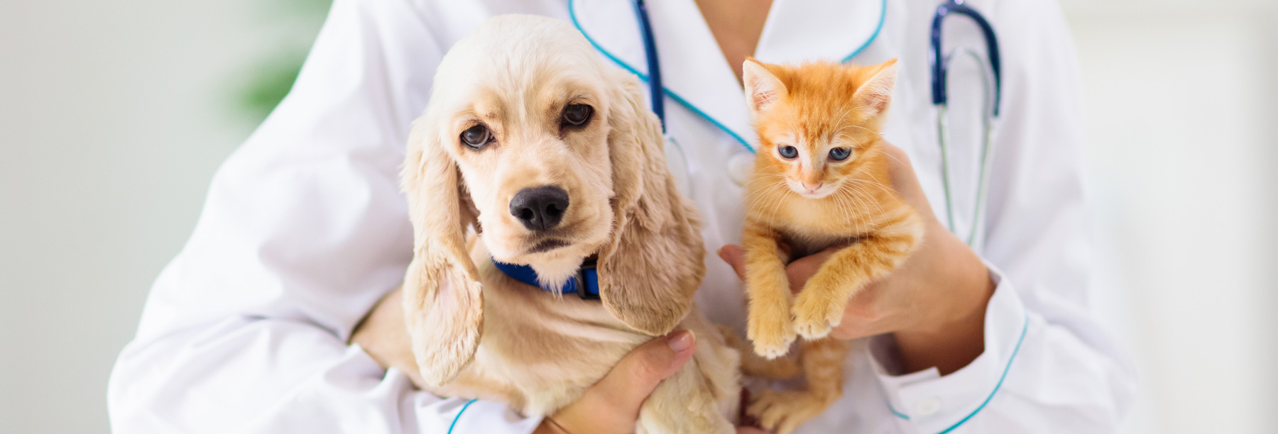 Vet examining dog and cat. Puppy and kitten at veterinarian doctor. Animal clinic. Pet check up and vaccination. Health care.